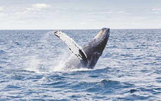 Whale Watching: Die 10 besten Orte, um Wale zu sehen
