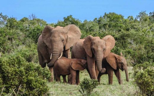 Safari im Addo Elephant Park in Südafrika: Der Atem stockt