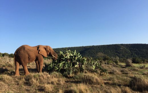 Zelten in Südafrika: Mit den Big Five im Busch