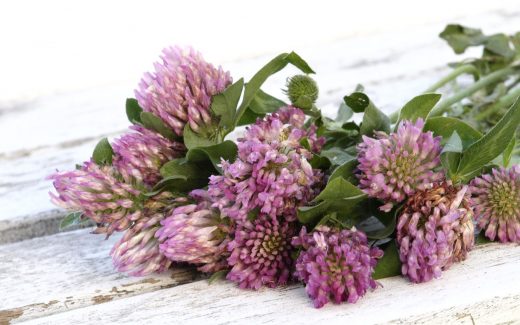 7 essbare Kräuter, die an jedem Wanderweg wachsen