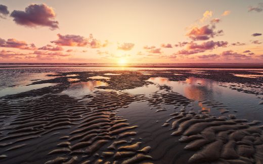 Wattwandern in der Nordsee: Die Small Five entdecken