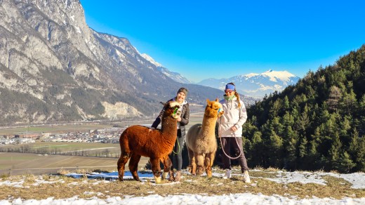 Alpaka-Tour in den Alpen: Sonnige Runde in Oberperfuss