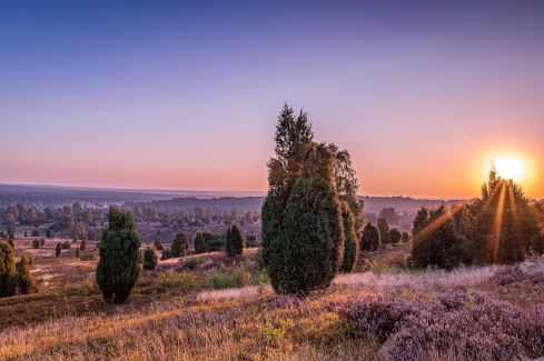 Wilseder Berg: Wanderung ins Herz der Lüneburger Heide