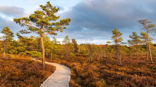 Schwarzes Moor: Mystischer Rundweg im Herzen der Rhön