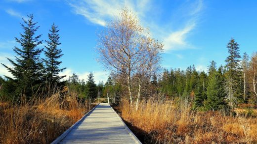 Lotharpfad im Schwarzwald: Spuren des Jahrhundert-Orkans