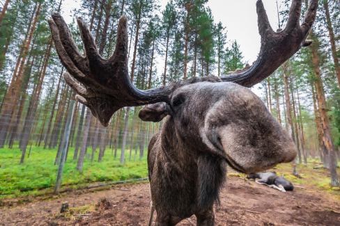 Arctic Moose Farm: In Nordschweden vom Elch geküsst
