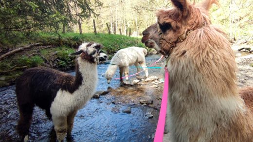 Lama- und Alpaka-Wanderung im Nationalpark Eifel