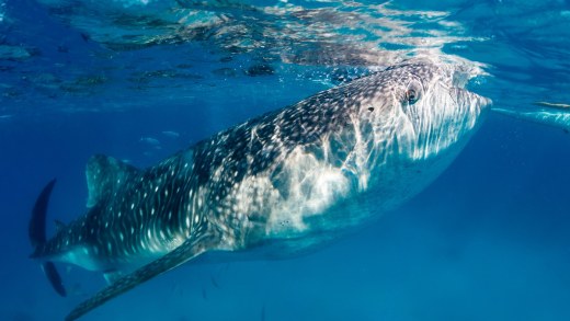 Whale Shark Watching in Donsol auf den Philippinen