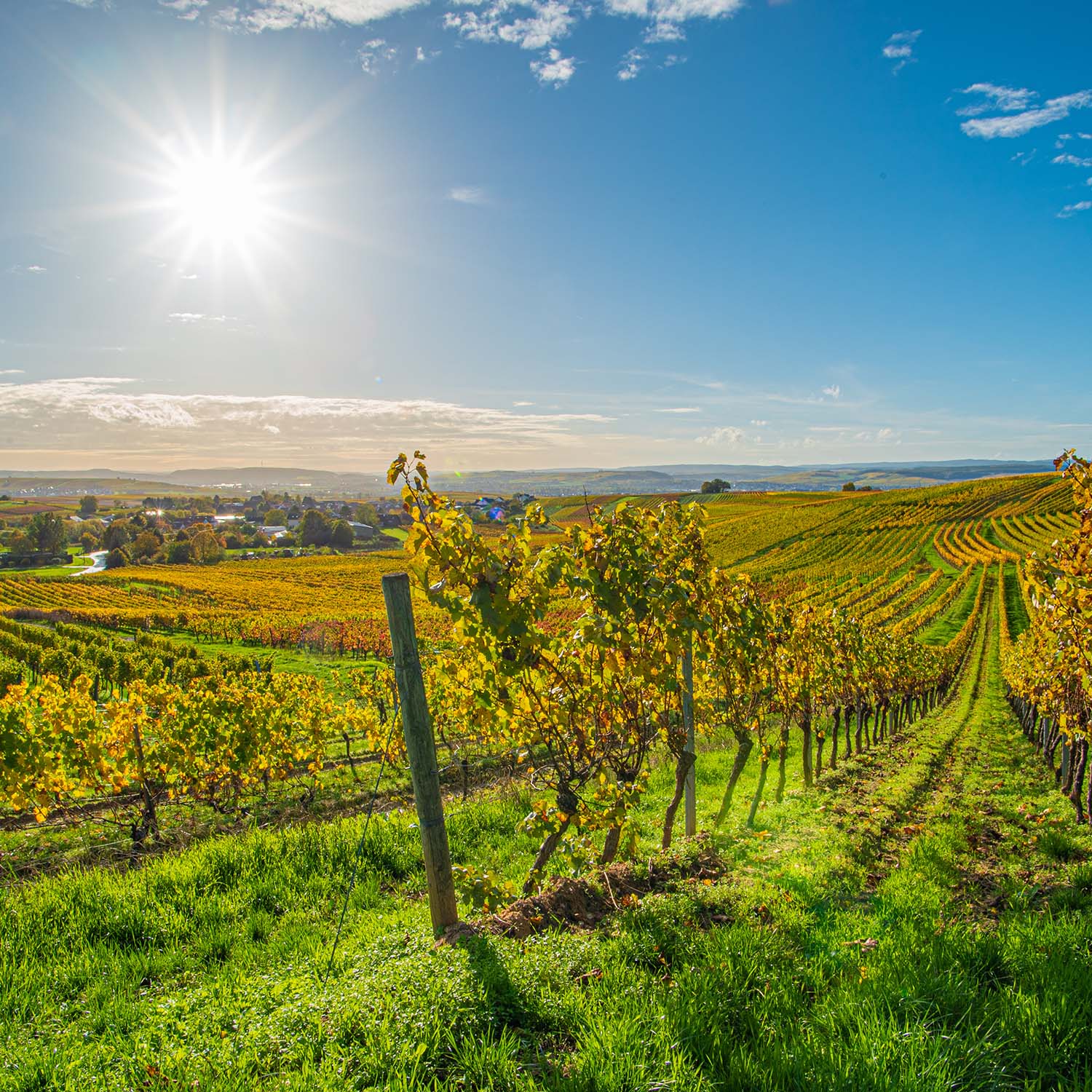 Top 10 Sehenswürdigkeiten & Ausflugsziele in Rheinhessen