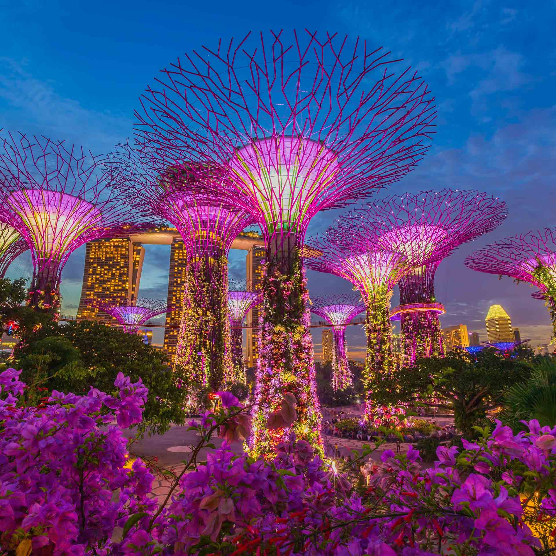 Supertrees in Singapur: Spaziergang durch die Zukunft