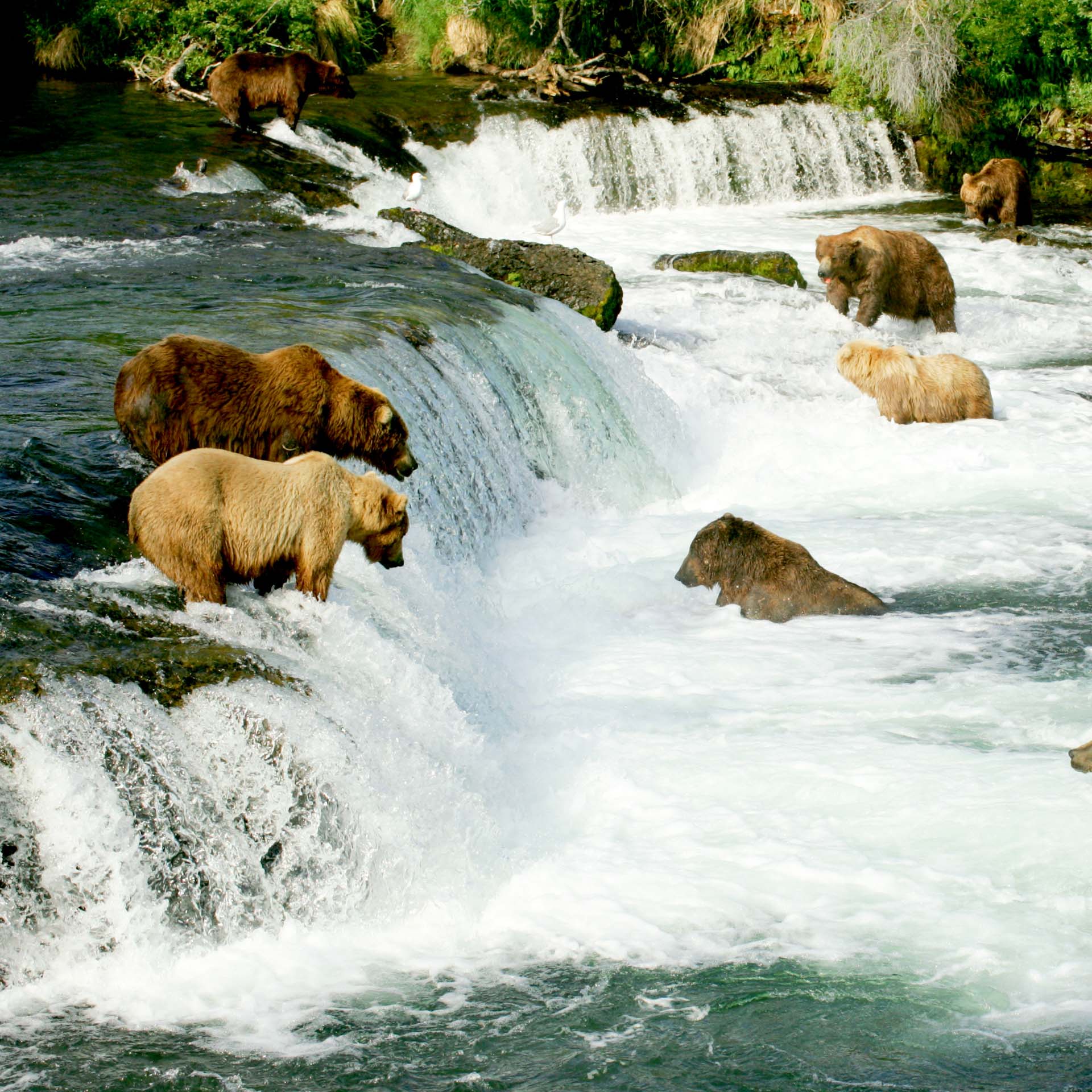 Brooks Falls in Alaska: Einzigartiges Grizzly-Abenteuer