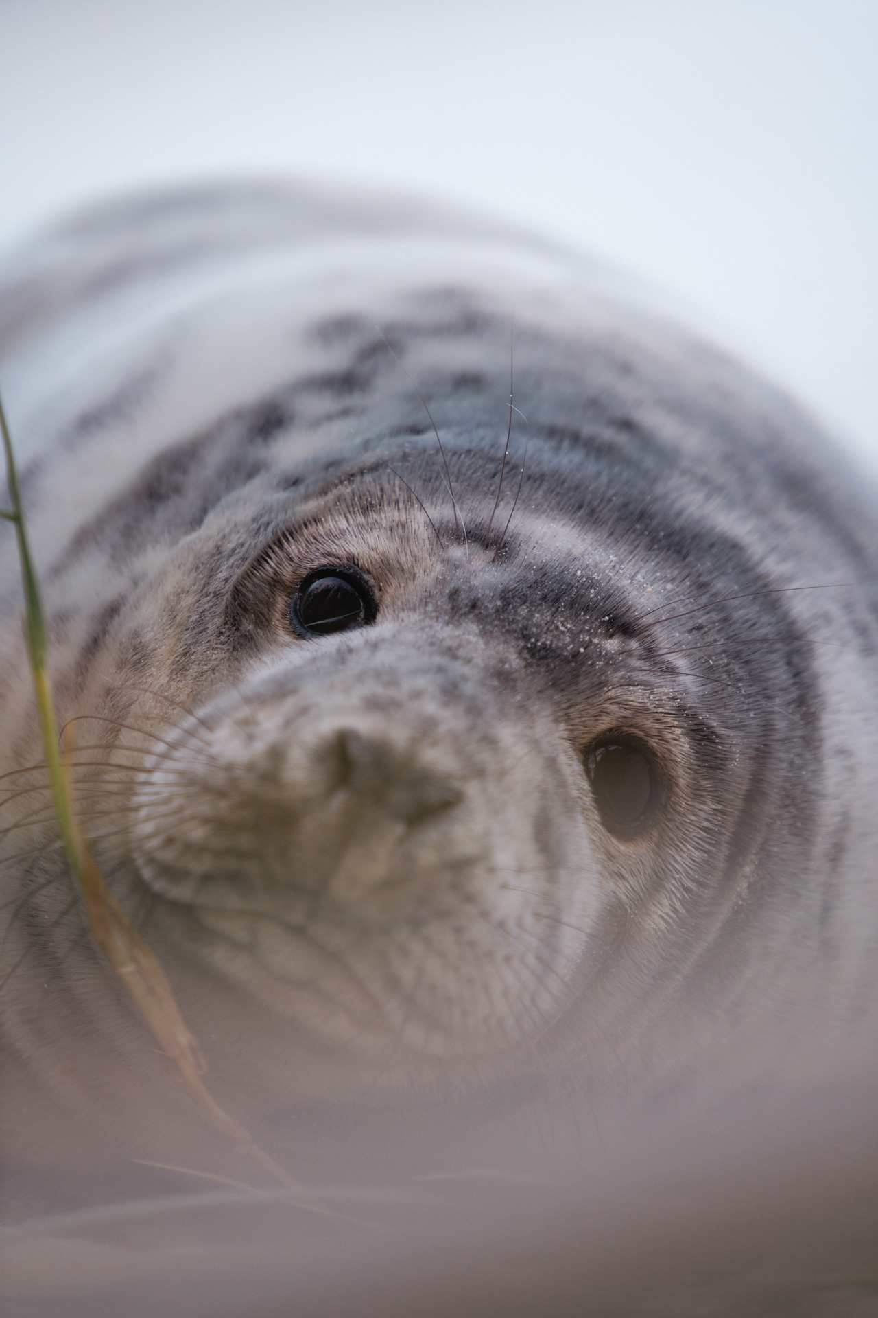 Kegelrobben auf Helgoland beobachten: Spektakulär!